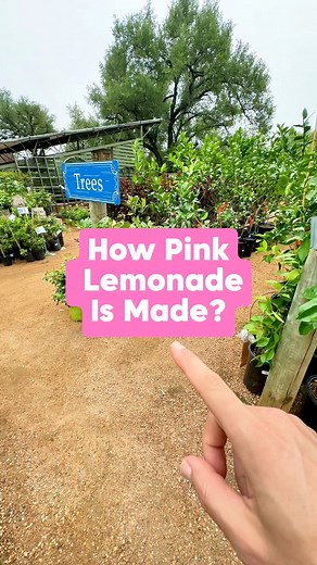 Do you know where pink lemonade really comes from? 🍋🎀 Pink lemons!Say hello to the Eureka Variegated Pink Lemon 🌿🍋 and here’s why it’s one of the coolest citrus trees you can grow:✨ First, just look at that rind! It’s striped with green and yellow like a little citrus tiger 🐯🍋. As it ripens, those stripes fade into a softer yellow, but the variegated look is what makes it such a standout 🌟.✨ Second, when you slice it open ✂️—boom! Pink flesh inside! 💖🍋 It’s a little sweeter than a regul