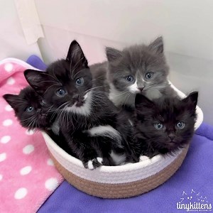 This basket of rescue kittens is the best thing you'll see today. 💝 Fall in love, LIVE: TinyKittens.com/live Rescued mama Georgia has experienced more loss than we can imagine. She has type B blood, a "rare" blood type which puts her kittens at risk for a fatal condition called Neonatal Isoerythrolysis (NI). Because she wasn't spayed, she spent her life trapped in a cycle of pregnancy and loss. Thankfully, there is a way to prevent NI, and when Georgia was rescued and gave birth for the last ti