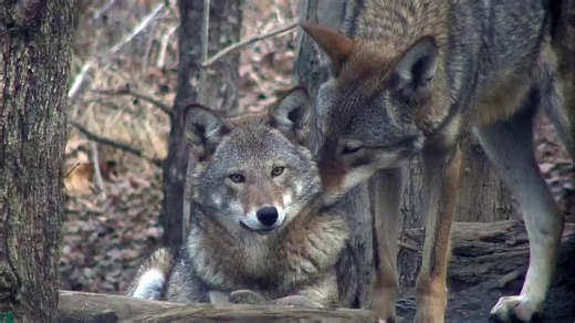 Did you know that wolves are monogamous and mate for life? 💓 As a team, the pair will maintain a territory, search for prey, and, above all, remain loyal to one another and their family unit. #wolffact