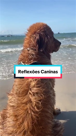 Reflexões de um canino praiano #goldenretriever #goldenretrieverlife #goldenretrieverpuppy #cachorrosengraçados #cachorrosdotiktok #cachorrofeliz