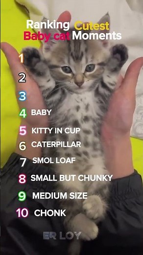 🐱 Top 10 Cutest Baby Cat Moments That Will Melt Your Heart! ❤️