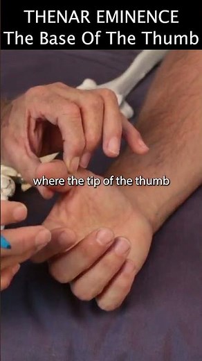 Thenar Eminence (The Base Of The Thumb)