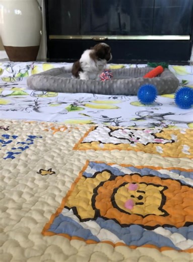 Happy Shih Tzu puppies are our specialty! Our little red and white Shih Tzu “Cabby” is just the happiest little boy and hoping to find his best buddy soon. 💙. Located in CA and ready to spoil in mid July- ask about baby “Cabby”! Www.beautysshihtzu.com #shihtzulovers #puppymatch #beautysshihtzu #puppylove #shihtzuloves #shihtzus #lovewhatyoudo #shihtzupuppy #shih #shihtzuloversofinstagram #shihtzusgram #shihtzulovers_feature #shihtzumania #shihtzulove #shihtzusgram #shihtzulover2 #shihtzusofinst