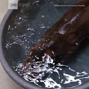 How a prematurely born baby hippo named Fiona won over the world http://cnn.it/2uJ8KT8 | CNN