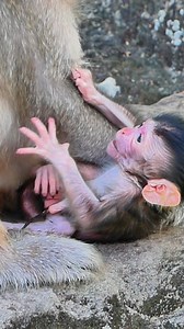 Button baby newborn full cute with good health | Little BB Monkey