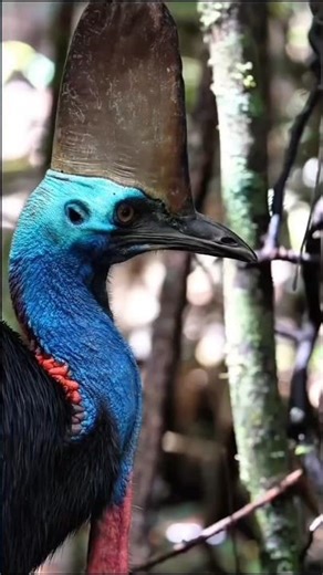 #SaveForests#SaveEarth