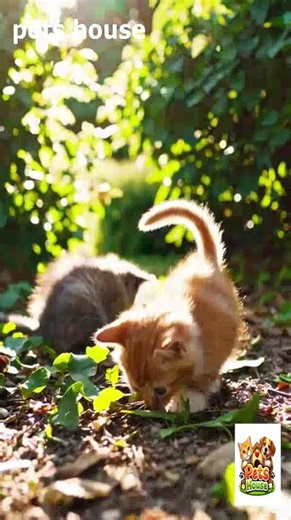 Tiny Kittens vs Bushes The Cutest Outdoor Adventure Ever #cat #cats #kitten #funnycats #funnyvideo