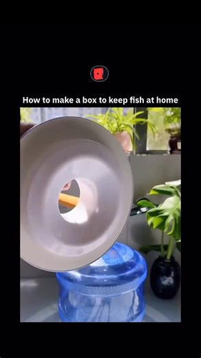 Explaining Matrix on Instagram: "This footage documents the conversion of a standard polycarbonate water cooler carboy into a functional nano-aquarium ecosystem, utilizing a custom wooden stand integrated with a basal valve system for simplified water maintenance. The visual narrative follows the assembly process, from the installation of the inverted vessel to the systematic layering of substrate, rocks, and live aquatic flora, culminating in the introduction of small ornamental fish into the c