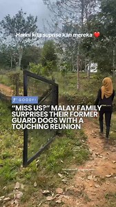 947K views · 10K reactions | Proof that dogs never forget their hoomans 凉❤️ Many of you many know the loyal Angelina and it brood on TikTok, so when its former owners re-homed them to a better place with spacious land for them to roam around, it doesn’t mean all is forgotten. . . . #goodymy #GoodyDN21 #fyp #viral #tiktok #malaysia #loyalty #touching #reunion #cutedogs #kindness | Goody Malaysia | Facebook