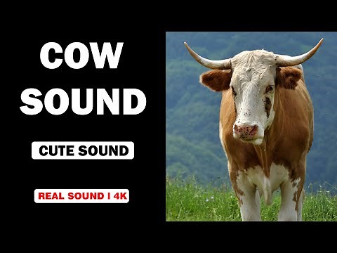Real Cow Sounds | High Quality | Cute Cow Experience! | 4K