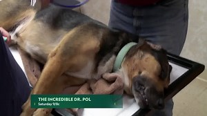 9.2K views · 420 reactions | After a dog was hit by a car, everyone pulls together to make sure he gets the treatment he needs. | National Geographic Animals | Facebook