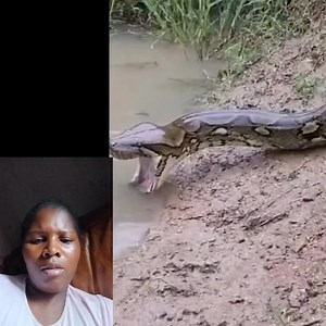 159 reactions · 9 comments | Python vs electric Eel #fblifestyle #goviral #summer #fbreelsfyp #fyp #enjoy | Comfort Ndlovu | Facebook