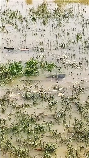 Monster catfish spawning #music #catfish #nature #aquarium