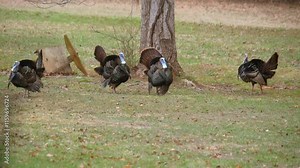 Beautiful, male wild turkeys displaying their feathers to hens in the hope of attracting a mate.