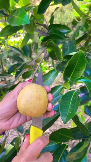 Red Guava Fruit #redguava