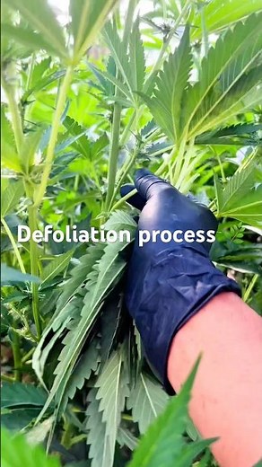 Defoliation process 🌿