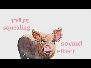 The Animal Sounds / Pig Squealing Sounds / Sound Effect * Animation