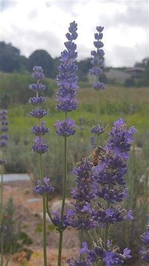 Lavanda Angustifolia plena floração recebe a visita diária 🐝#lavanda #abelhas #lavandaangustifolia