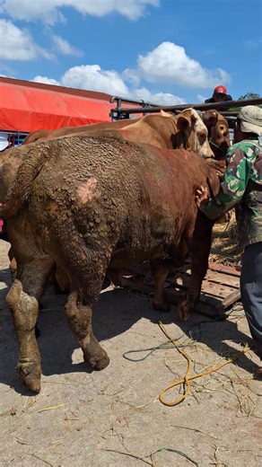 2K views · 30 reactions | Naik truk | Sapi bull | Facebook