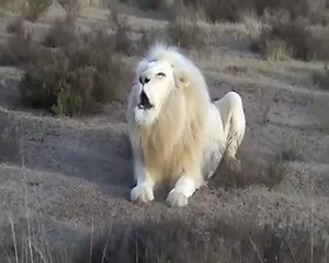 35K views · 185 reactions | Albino lion (very rare) © Unique World | Just Go | Facebook