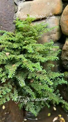 বৃক্ষ কথা ৪ :) গান পাউডার #bangladeshivlogger #forest #botany #happyness #Mymensingh #nature #plant #flowers #Joynulabedinpark | ঊষা