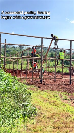 Modern Poultry Structures for Successful Farming