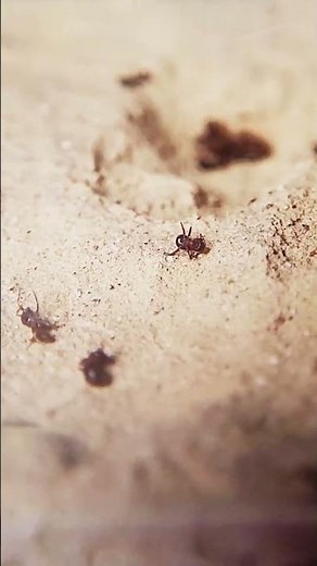 Mes fourmis se noient !! (Lasius emarginatus)