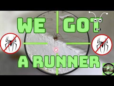 The Spider Tried to Run — But You Can’t Escape the Hunter!