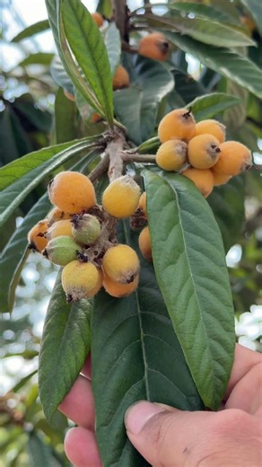 Loquat leaf: A natural treasure many overlook