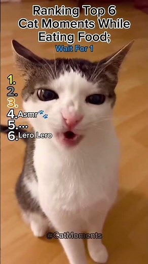 Ranking Top 6 Cat Moments While Eating Food | Wait For 1!