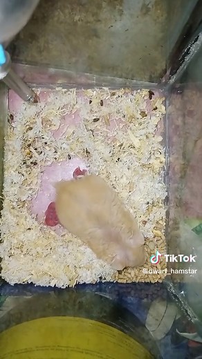 5 baby rex hamsters beige cdh🐹#hamsterkeepers🐹🐹 #hamsterphilippines🐹 #rexhamsters #rex #campbell #campbelldwarfhamster #hamsters #hamster #hamstercommunity #campbellsdwarf #fyp #fypシ #fypシ゚viral #philippines