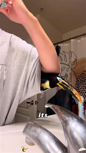 What happened to this bird to transform it from grumpy to gentle?#animals #Foryou #love#cute