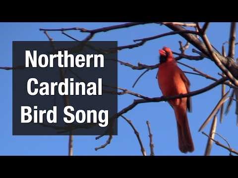 Northern Cardinal Bird Song