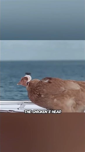 Chickens Have a Natural Stabilizer in Their Necks #youtubeshorts