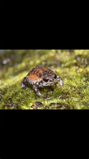 1.3.7.Rain Frog: "Breviceps acutirostris"