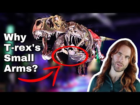 Why Did T-Rex Have Such Small Arms?