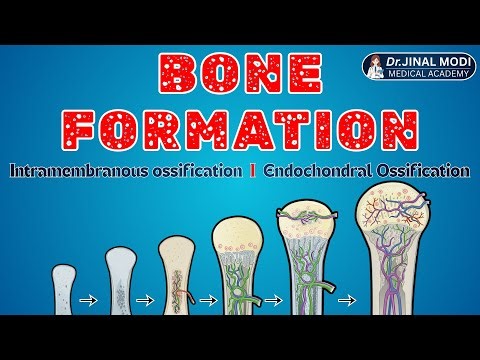 Bone Formation | Ossification Process Explained in Hindi | Intramembranous vs Endochondral