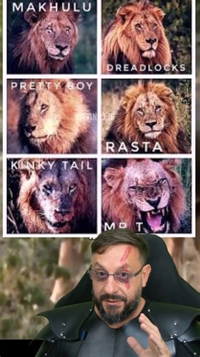 Coalizão de leões: Kinky Tail dos Mapogos x Majingilanes VÍDEO 20 #biologohenrique | Biólogo Henrique o Biólogo das Cobras