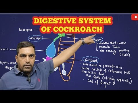 Easy way to Understand Digestive System of Cockroach 🪳