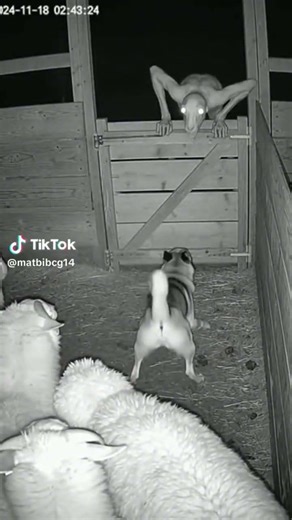 Real Skinwalker 😱