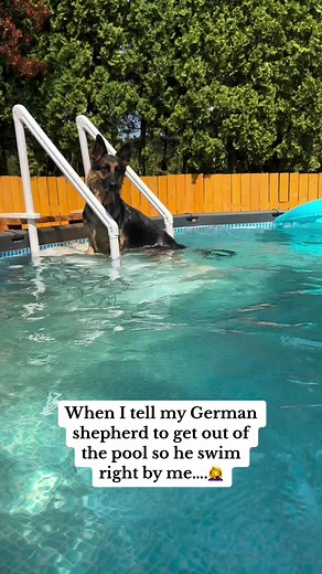 1.6K views · 21 reactions | #dog #dogs #germanshepherd #dogbehavior #funnyvideos #funnyreels | German shepherd in Texas | Facebook