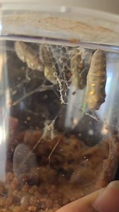 My little baby caterpillars transform into these gorgeous Painted Lady butterflies 🦋 😍 | Monica Foster