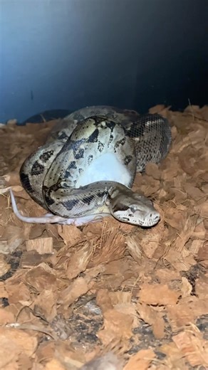 4.4K views · 27 reactions | Big snake feeding complication! How many snakes can you name that you see here?? #snakes #snakesofinstagram #snakesofig #undergroundreptiles #ugreptiles #trending #trendingreels #trendingnow #explore #explorepage #fyp #foryoupage #foryou #snakelover #reptilelover #reptiles #reptilesofinstagram #animallovers | UNDERGROUND REPTILES | Facebook