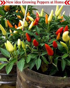 1.8M views · 39K reactions | Amazing idea Growing Peppers with new Techniques For Growing Faster lots of fruit. This video will show you how simple it is to Growing Peppers in a pot or container. This crop is organically grown. | Small Vegetable Garden | Facebook
