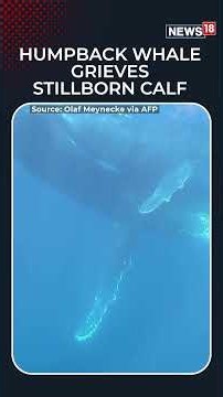Heartbreaking Sight: Humpback Whale Mother Refuses To Leave Stillborn Calf, Video Emerges | N18S