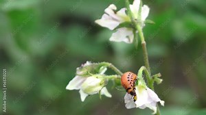 Red larva of the Colorado potato beetle bug is eating potato plant leaves in organic vegetable garden
