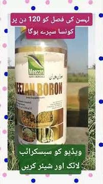 Spray on 120-day Garlic Crop#GarlicFarming#GarlicHarvest#GarlicCrop#OrganicGarlic