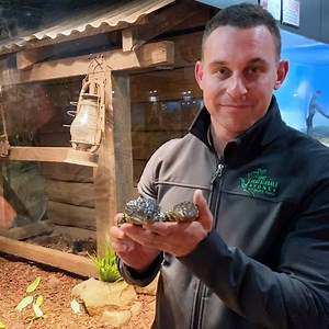 What has 2 heads, a blue tongue and scales of armour? 🦎 This Wildlife Wednesday we're marveling over the Shingleback Lizard and its amazing adaptations with Zookeeper Chad! CC: Featherdale Sydney Wildlife Park | NSW Department of Education