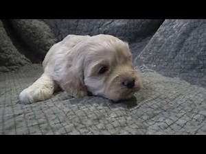 F1 Cockapoo Puppies @ 3 weeks old - Mill Creek Family Farms AKC Champion Line Cockapoos