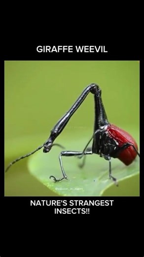 6.6K views · 435 reactions | Giraffe Weevil聯 Nature's Strangest...
